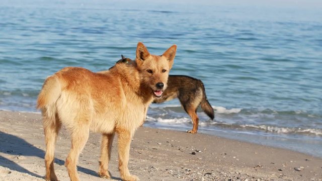 Beautiful red-haired dingo dog walks along the beach. Sea blue and sunny day dog

