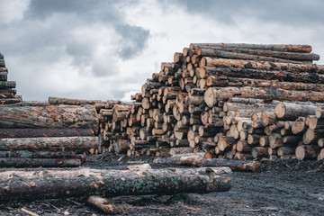 Wood and Sawmill. Large round logs harvested for construction.