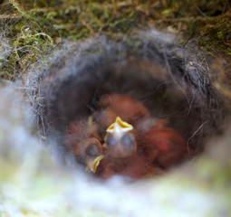 Fototapeta na wymiar Close up of four little Great tit (Parus major) baby birds in nest, freshly hatched about 2 days old. 