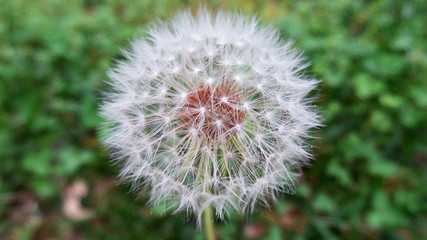 Obraz premium Dew Drops on a dandelion