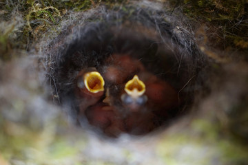  Close up of four little Great tit (Parus major) baby birds in nest, freshly hatched about 2 days old.      
