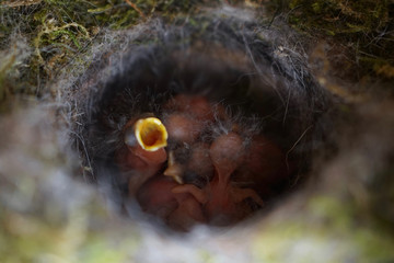 Naklejka na ściany i meble Close up of four little Great tit (Parus major) baby birds in nest, freshly hatched about 2 days old. 