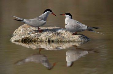 A pair of White-cheeked Tern at Asker marsh, Bahrain