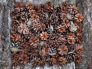 Pine cones bordered of birch logs