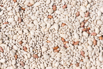 beans close-up. a lot of beans.