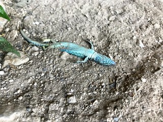 death lizard on the stone