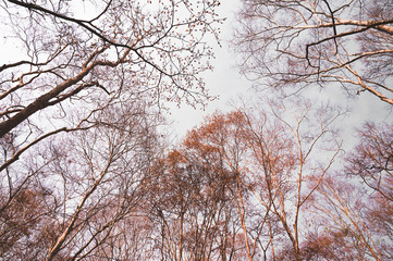 The dry trees that grow on Phu Kradueng National Park,Loei, Thailand.Trees and dry twigs where the leaves fall to the ground In the hot and dry summer.