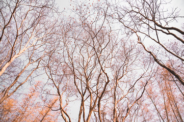 The dry trees that grow on Phu Kradueng National Park,Loei, Thailand.Trees and dry twigs where the leaves fall to the ground In the hot and dry summer.