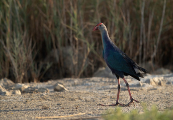 Grey-headed Swamphen at Asker Marsh, Bahrain