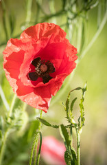 poppy flower