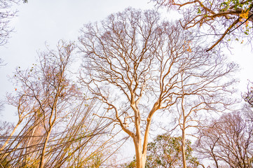 Obraz na płótnie Canvas The dry trees that grow on Phu Kradueng National Park,Loei, Thailand.Trees and dry twigs where the leaves fall to the ground In the hot and dry summer.