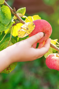 Closeup image of hand of child picking fresh red apple from tree branch in the garden. Apples harvesting.