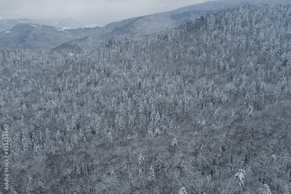 Wall mural aerial drone view in mountain forest. winter landscape. snowy fir and pine trees. snowy tree branch 