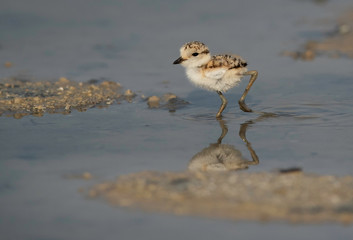 Portrait of a Kentish Plover chick at Asker marsh, Bahrain