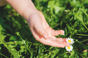 Child's hand picking a wild daisy on the green grass. Selective focus. Summer time.