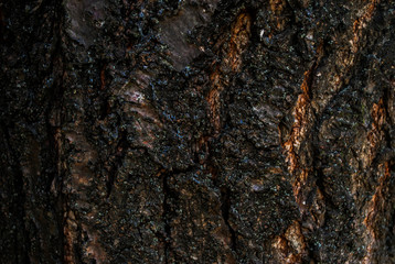Bark of an old tree background. Full frame