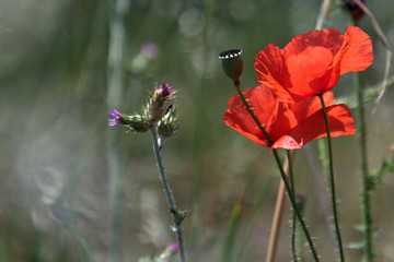 Primo piano di fiori di papavero di un rosso acceso in un campo, sotto il sole splendente di inizio estate