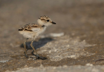 Closeup of Kentish Plover chick at Asker marsh, Bahrain