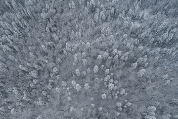 Aerial drone view in mountain forest. Winter landscape. Snowy Fir and Pine trees. Snowy tree branch in a view of the winter forest. Winter landscape, forest, trees covered with frost, snow.