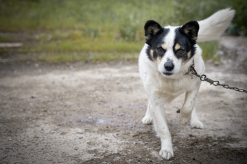Portrait of a dog on a chain outdoor