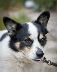 Portrait of a dog on a chain outdoor