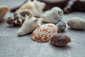 Seashells from the Dominican Republic. Sea nature of the house