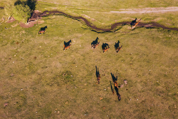Horses in summer valley aerial drone view. River, road, sunny day