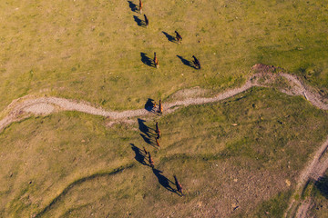 Horses in summer valley aerial drone view. River, road, sunny day