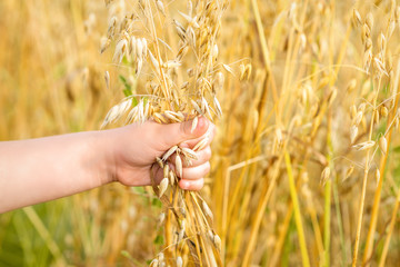 The child's hand holding the ears of oats in the bunch in the field in summer.