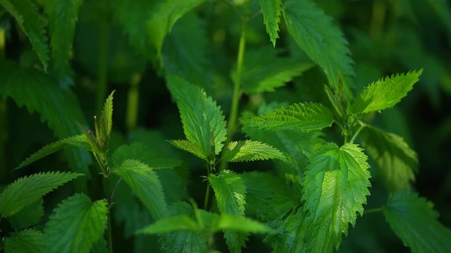 Closeup view video footage of beautiful green fresh leaves of nettles plants growing outside in spring or summer wood.