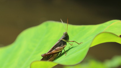 green grasshopper on a leaf