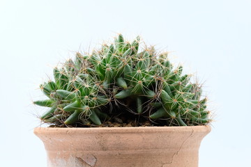 photo of houseplant in  potted isolated for interior,wallpaper,background ,gardening 