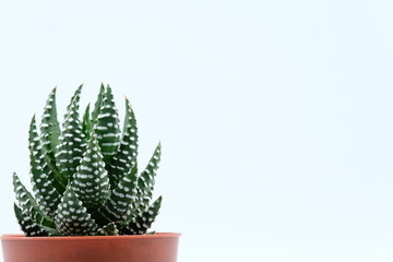 Indoor small green succulent isolated, plant in pot on background 