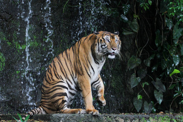 Fototapeta na wymiar The tiger is sitdown and show tongue in front of mini waterfall at thailand