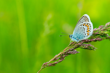Blue butterfly in the green grass. Beautiful background for a postcard. Place for an inscription. View from the side.
