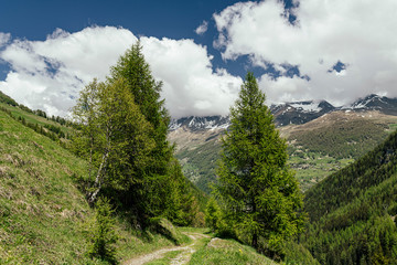 Fototapeta na wymiar Road and forest in the Alpine Mountains.