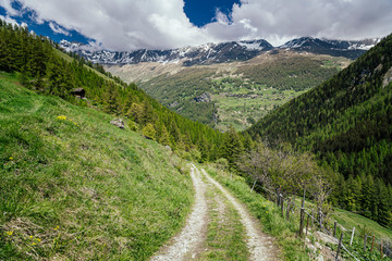 Fototapeta na wymiar Road and forest in the Alpine Mountains.