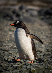 Gentoo penguin, Antarctica (Pygoscelis Papua)