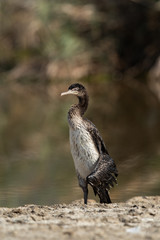 Socotra cormorant with a damaged wing at Asker marsh, Bahrain