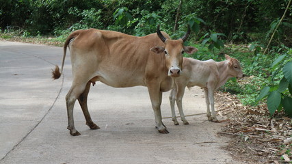 Cows in the summer grass are small and thin.	