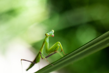 Big mantis close-up sits on the grass with blurred background.