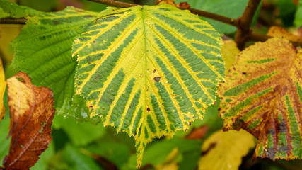 autumn leaves on the tree
