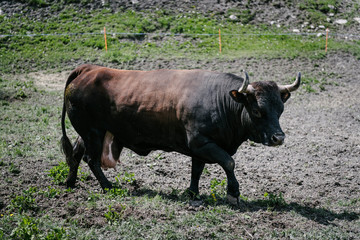 A cow walks in a stable.