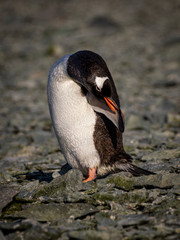 Naklejka premium Gentoo penguin, Antarctica (Pygoscelis Papua)
