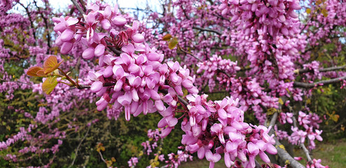 Fototapeta premium Close-up of pink flowers Cercis siliquastrum or Cercis canadensis. Panorama.