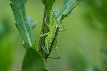 Meadow grasshopper on a green background.