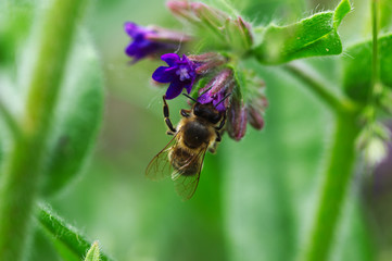 A bee on a meadow flower.