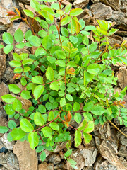 Young green leaves of rose bush on background of decorative wood chips