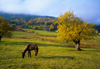 Fototapeta na wymiar paysage d'automne dans les montagnes vosgiennes près du village d'Aubure en Alsace en France