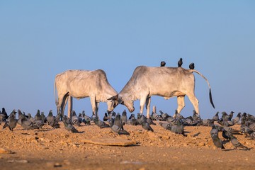 .Two cows butt on a hill with many pigeons around. In Hinduism, cows are thought to be sacred, or...